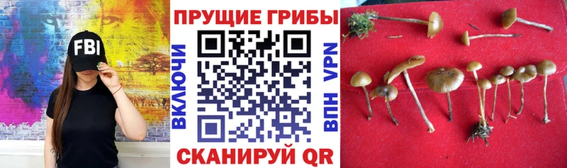 kraken   Обоянь  Галлюциногенные грибы ЛСД 